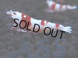 447　H【4＋1】雅えびのチビッコレッドビー！【FINAL】