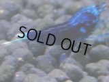 379　H【4＋1】ミポリンフラッシュ80連発！【FINAL】