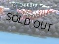 321　H【4＋1】ミポリンフラッシュ80連発！【FINAL】