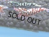 321　H【4＋1】ミポリンフラッシュ80連発！【FINAL】