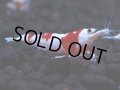 445　H【4＋1】雅えびのチビッコレッドビー！【FINAL】