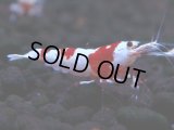 445　H【4＋1】雅えびのチビッコレッドビー！【FINAL】