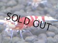 382　H【4＋1】ミポリンフラッシュ80連発！【FINAL】