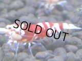 382　H【4＋1】ミポリンフラッシュ80連発！【FINAL】