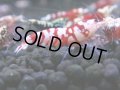 363　H【4＋1】ミポリンフラッシュ80連発！【FINAL】