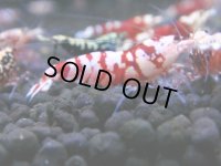 363　H【4＋1】ミポリンフラッシュ80連発！【FINAL】