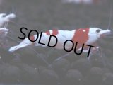 449　H【4＋1】雅えびのチビッコレッドビー！【FINAL】