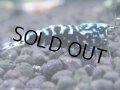 400　H【4＋1】ミポリンフラッシュ80連発！【FINAL】