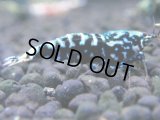 400　H【4＋1】ミポリンフラッシュ80連発！【FINAL】
