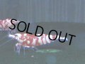 388　H【4＋1】ミポリンフラッシュ80連発！【FINAL】