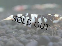 367　H【4＋1】ミポリンフラッシュ80連発！【FINAL】