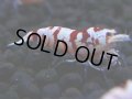 342　H【4＋1】ミポリンフラッシュ80連発！【FINAL】