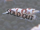 342　H【4＋1】ミポリンフラッシュ80連発！【FINAL】