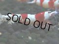 426　H【4＋1】三好池のトシのレッドビー！【FINAL】