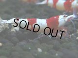 426　H【4＋1】三好池のトシのレッドビー！【FINAL】