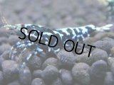 366　H【4＋1】ミポリンフラッシュ80連発！【FINAL】