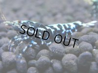 366　H【4＋1】ミポリンフラッシュ80連発！【FINAL】