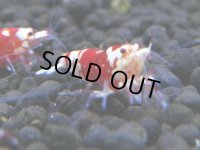 364　H【4＋1】ミポリンフラッシュ80連発！【FINAL】