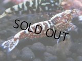 361　H【4＋1】ミポリンフラッシュ80連発！【FINAL】