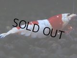 434　H【4＋1】ZOZO BEEのレッドビー！【FINAL】