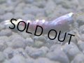 347　H【4＋1】ミポリンフラッシュ80連発！【FINAL】
