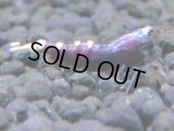 347　H【4＋1】ミポリンフラッシュ80連発！【FINAL】