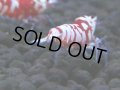 350　H【4＋1】ミポリンフラッシュ80連発！【FINAL】