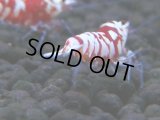 350　H【4＋1】ミポリンフラッシュ80連発！【FINAL】