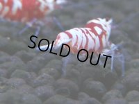 350　H【4＋1】ミポリンフラッシュ80連発！【FINAL】