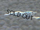 399　H【4＋1】ミポリンフラッシュ80連発！【FINAL】