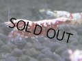 376　H【4＋1】ミポリンフラッシュ80連発！【FINAL】
