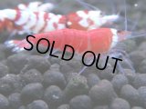 365　H【4＋1】ミポリンフラッシュ80連発！【FINAL】