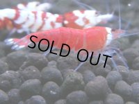 365　H【4＋1】ミポリンフラッシュ80連発！【FINAL】
