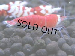 画像1: 365　H【4＋1】ミポリンフラッシュ80連発！【FINAL】