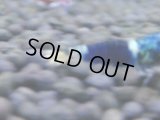 390　H【4＋1】ミポリンフラッシュ80連発！【FINAL】
