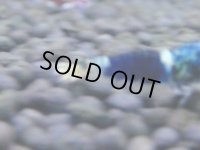 390　H【4＋1】ミポリンフラッシュ80連発！【FINAL】