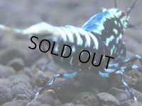 369　H【4＋1】ミポリンフラッシュ80連発！【FINAL】