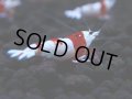 448　H【4＋1】雅えびのチビッコレッドビー！【FINAL】