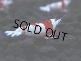 448　H【4＋1】雅えびのチビッコレッドビー！【FINAL】