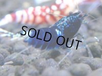 368　H【4＋1】ミポリンフラッシュ80連発！【FINAL】