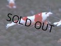 442　H【4＋1】雅えびのチビッコレッドビー！【FINAL】