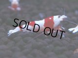 442　H【4＋1】雅えびのチビッコレッドビー！【FINAL】