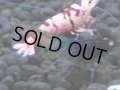 333　H【4＋1】ミポリンフラッシュ80連発！【FINAL】