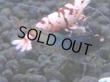 333　H【4＋1】ミポリンフラッシュ80連発！【FINAL】