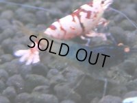 333　H【4＋1】ミポリンフラッシュ80連発！【FINAL】