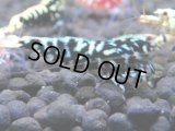 348　H【4＋1】ミポリンフラッシュ80連発！【FINAL】