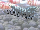 384　H【4＋1】ミポリンフラッシュ80連発！【FINAL】