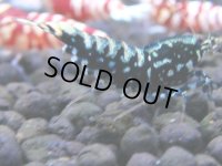 384　H【4＋1】ミポリンフラッシュ80連発！【FINAL】