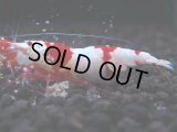 431　H【4＋1】ZOZO BEEのレッドビー！【FINAL】