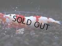 431　H【4＋1】ZOZO BEEのレッドビー！【FINAL】